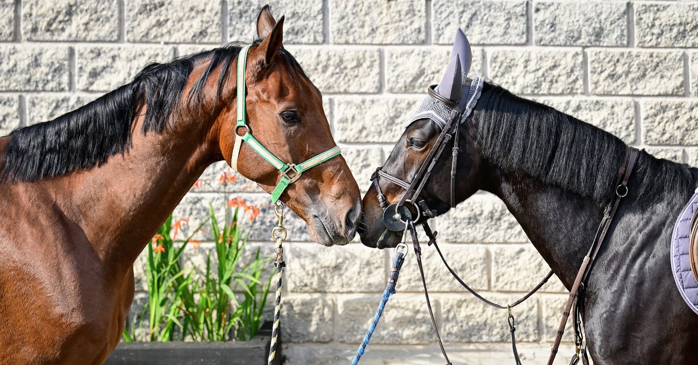 Dos caballos, uno castaño con cabezada verde y otro de capa oscura con gorro de orejas, se tocan los hollares frente a un muro de bloques.