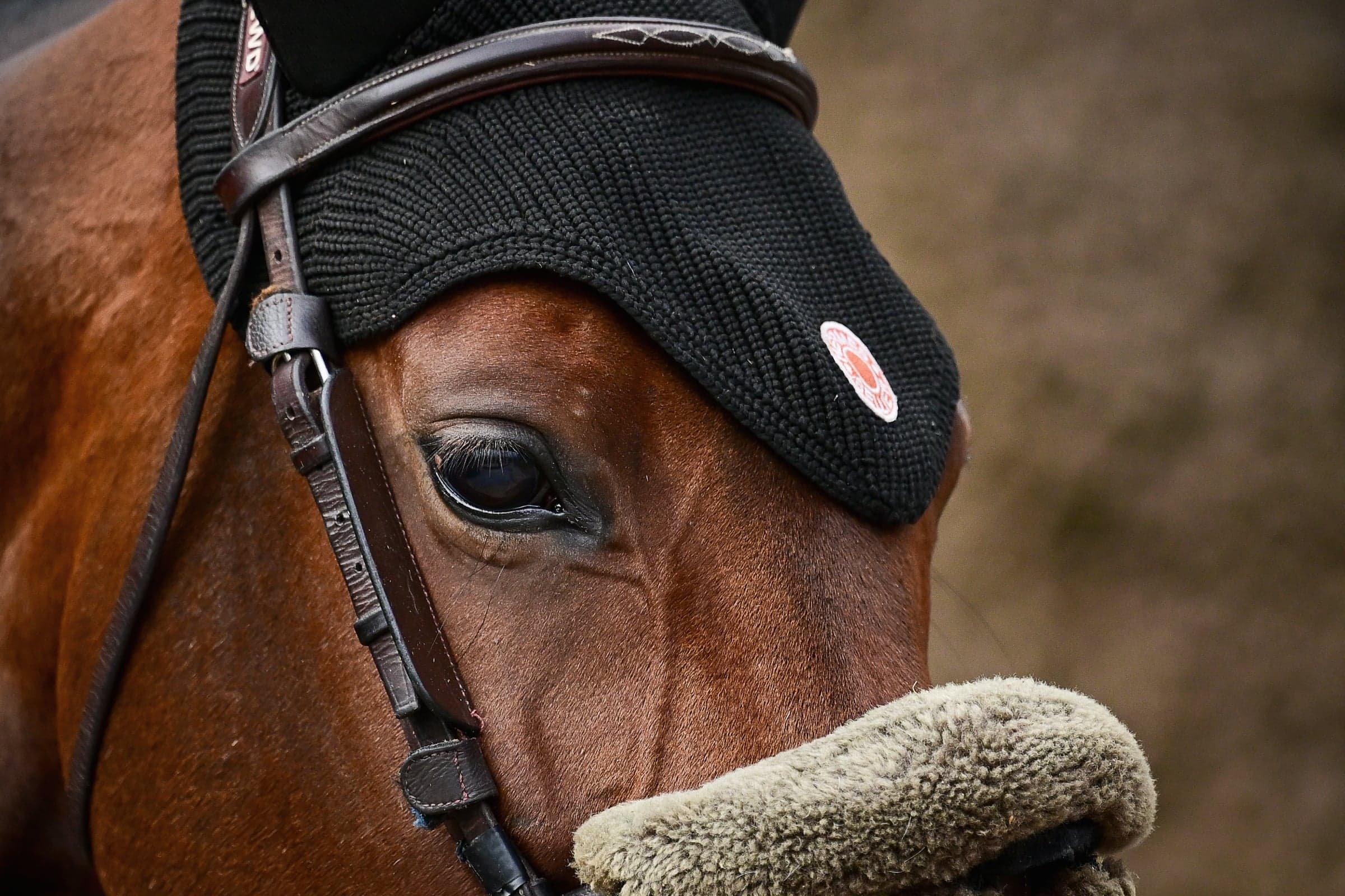Primer plano del ojo de un caballo castaño bajo un gorro de orejas negro, con muserola de borrego.
