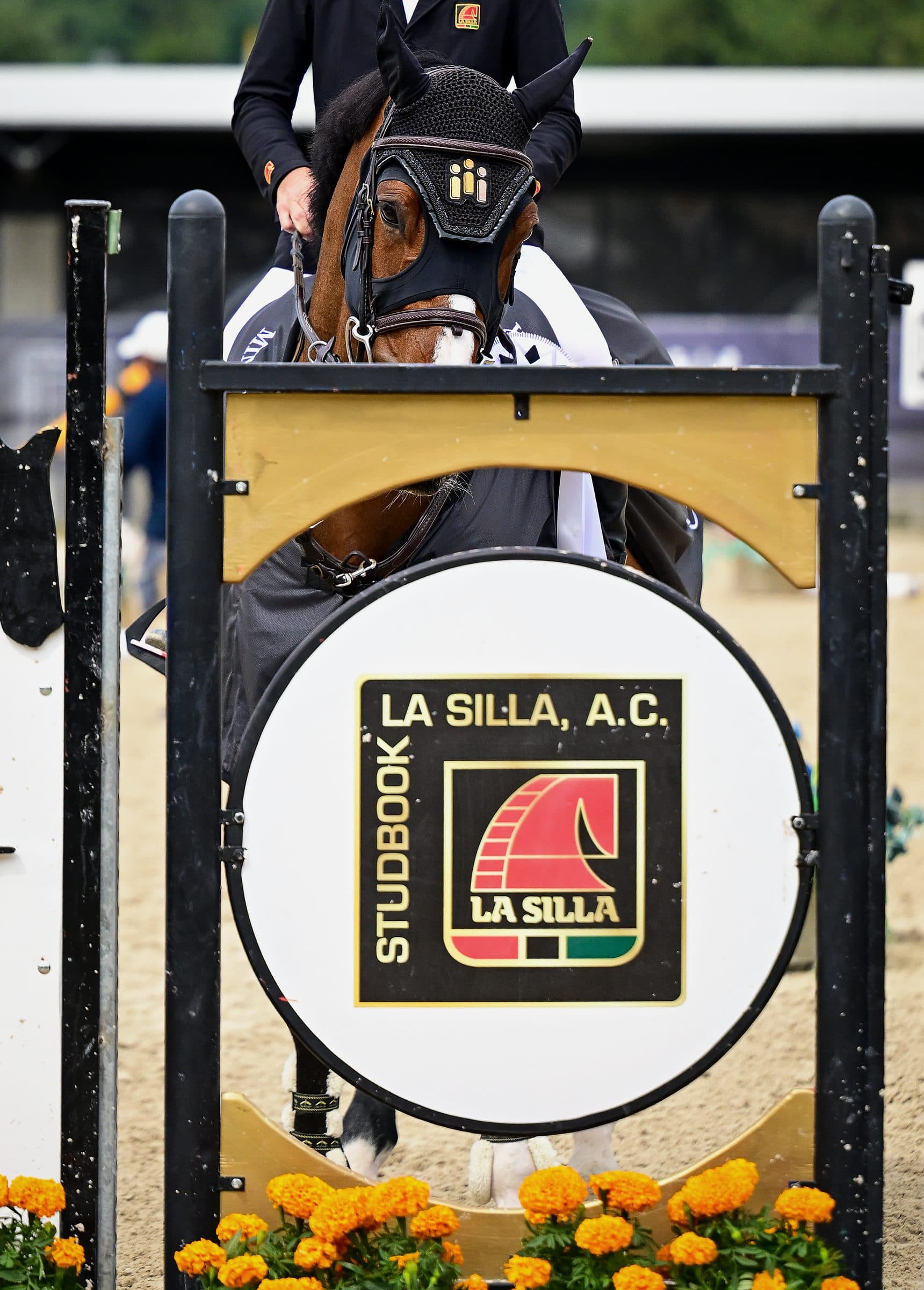 Disco de Studbook La Silla, A.C. en un obstáculo con flores de cempasúchil; detrás, un caballo con gorro de orejas y su jinete.
